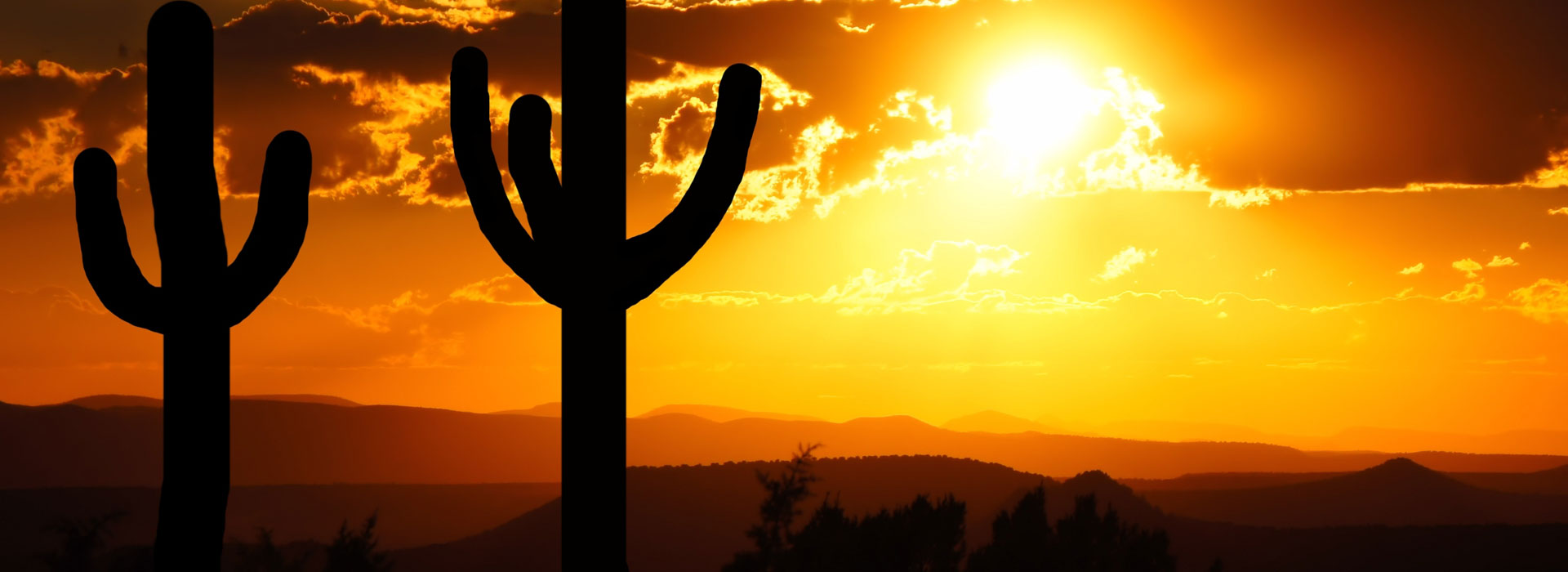 A cactus is silhouetted against the setting sun.